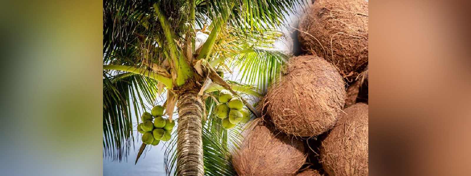 தெங்கு சார் உற்பத்தியால் சிறந்த வருமானம்